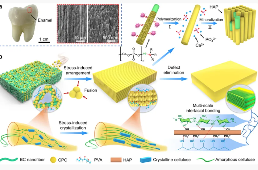 华南理工大学钟林新团队《AFM》：通过取向效应和原位生物矿化构建超强、透明的仿生纳米复合材料